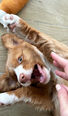 a person petting a brown and white dog on the floor with his paws up