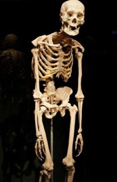 a human skeleton is displayed in a museum