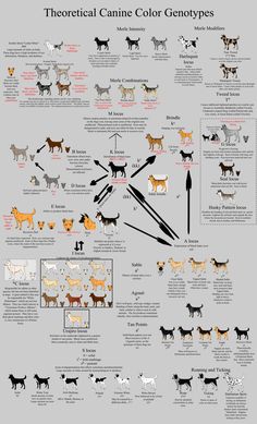 a poster showing different types of dogs