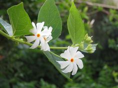 two white flowers with green leaves in the background