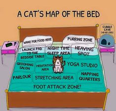 a cat's map of the bed with instructions on how to sleep in it