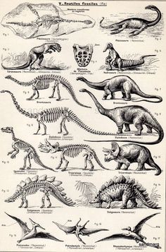 an old book with dinosaurs and other animals on it's pages, showing the different types