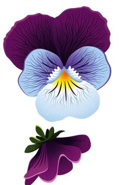 two purple and blue flowers on a white background