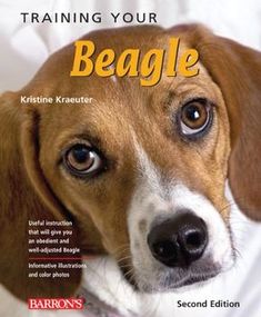 a dog with the title training your beagle written on it's front cover