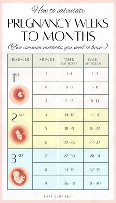 a baby's birth schedule with the words, pregancy weeks to months