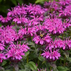 purple flowers with green leaves in the foreground and a yellow bee on one flower