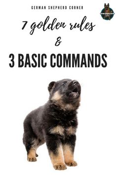 the german shepherd corner 7 golden rules and 3 basic commands for german shepherd puppies