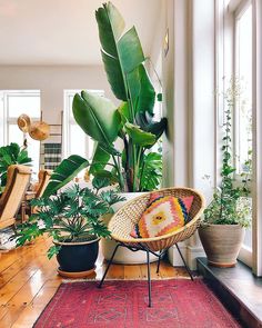 a room filled with lots of potted plants on top of a wooden floor next to a window