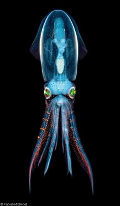 an underwater squid in the dark with its eyes open