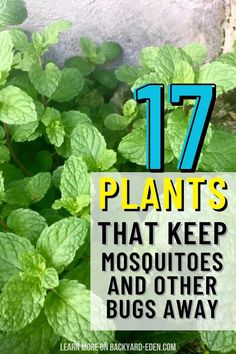 🌿 Plants That Keep Bugs Away 🌿 Say goodbye to pesky insects with these amazing bug-repelling plants! 🌱 Discover which herbs, flowers, and plants naturally deter bugs and how to incorporate them into your garden. Perfect for organic gardening, these tips will help you create a beautiful and pest-free outdoor space! 🌸🌞 Bug Deterring Plants, Bug Repellent Plants, Bug Repelling Plants, Mosquito Repelling, Sheet Flooring, Porch Plants, Natural Bug Repellent