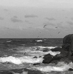 black and white photograph of seagulls flying over the ocean with waves crashing on rocks