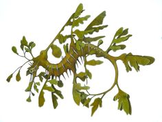 an image of seaweed with green leaves on it's back side and white background