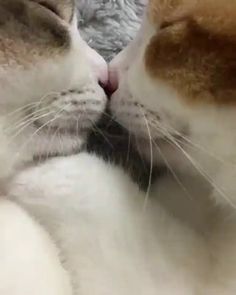 an orange and white cat laying on top of a bed next to another cat's face