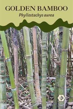 there are many green bamboo trees in the forest with text overlay that says golden bamboo phyllostachys area