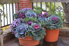 two large potted plants sitting on top of a table