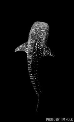 a black and white photo of a whale's tail in the water with dots on it