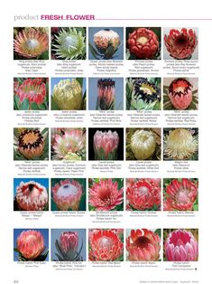 various types of flowers are shown in this page