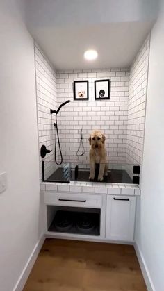 a dog sitting on top of a counter in a bathroom