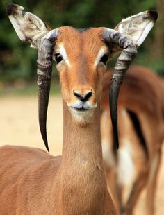 an antelope with long horns standing in front of another antelope behind it