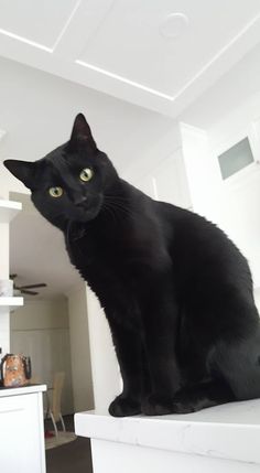 a black cat sitting on top of a white counter