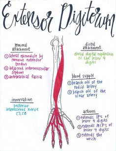 a diagram of the muscles and their functions in an extense pistion