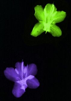 two flowers are glowing in the dark, one purple and one green with white stamens