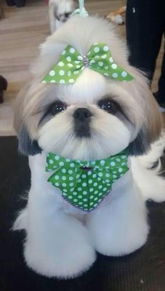 a small white dog wearing a green polka dot bow tie on it's head