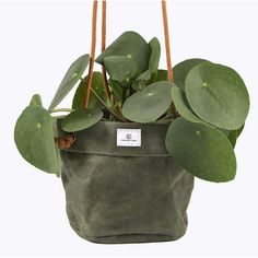 a potted plant with green leaves hanging from it's sides on a white background