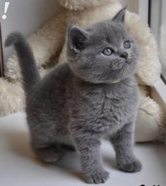 a gray kitten standing next to a white teddy bear on a window sill with its paw in the air