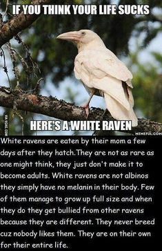 White Raven Tattoo, Mother Nature Quotes, Bird Facts, White Raven, Raven Tattoo, Movie Facts, Animal Facts, Best Mother, Nature Quotes