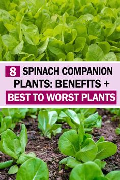 spinach plants growing in the ground with text overlay that reads, 8 spinach companion plants benefits + best to worst plants