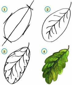 Draw Leaves, Sketch Nature, Tree Sketch, Pencil Drawings Of Flowers, Flower Drawing Tutorials, Tree Sketches, Flower Tree, Leaf Drawing, Halloween Drawings