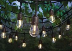 an outdoor string light with bulbs hanging from it's sides and green leaves on the other side