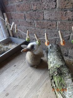 a rabbit is sitting on the floor next to a tree branch and clothes pins are hanging