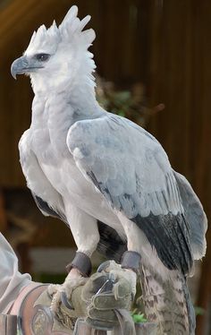 a large white bird perched on top of a persons hand