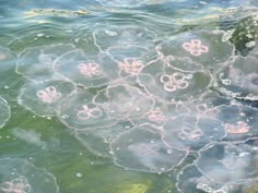 some jellyfish are swimming in the water