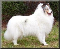 a large white dog standing on top of a lush green field next to a bush