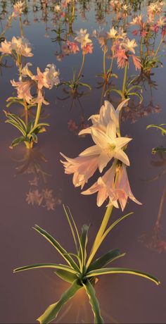 some pink and white flowers are in the water