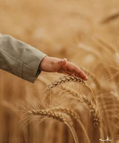 a person holding out their hand over a wheat field