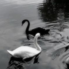 two swans are swimming in the water near each other, one is black and white