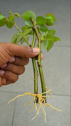 a person holding up a plant with roots