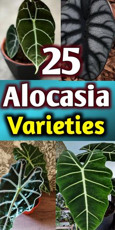 Alocasia Varieties Plant Varieties, Plants Unique, Verigated House Plants, Tropical Foliage Plants, Types Of House Plants, Alocasia Varieties, Alocasia Maharani, Alocasia Plant Care, Alocasia Polly