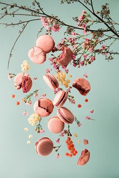 pink macaroons falling from a branch with flowers