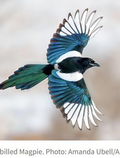 a blue and white bird flying through the air with it's wings spread out