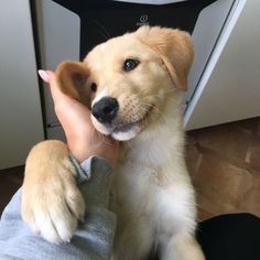 a dog is sitting on someone's lap with his paw up to the camera