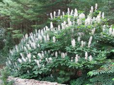 the white flowers are blooming on the tree in the forest, and it is hard to tell