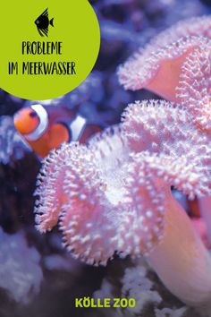 an image of two clown fish swimming in the water with text reading problem im merwasser kolle zoo