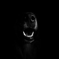 a black dog with its mouth open and teeth out in the dark, looking at the camera