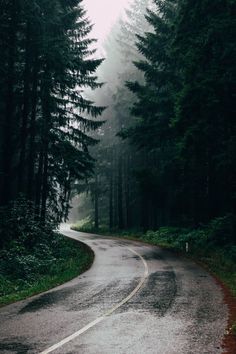 a wet road in the middle of a forest