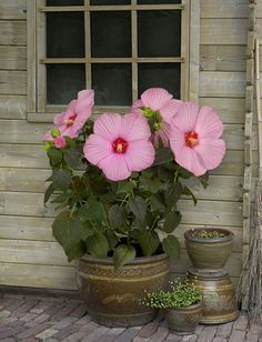 pink flowers are in pots next to a window